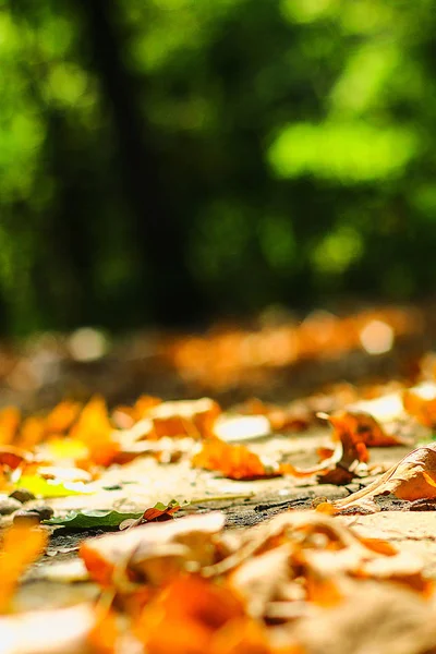 Fundo de folhas de outono folhas de outono em um parque na terra, amarelo, folhas verdes no outono Parque . — Fotografia de Stock