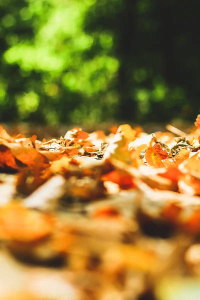 Fundo de folhas de outono folhas de outono em um parque na terra, amarelo, folhas verdes no outono Parque . — Fotografia de Stock