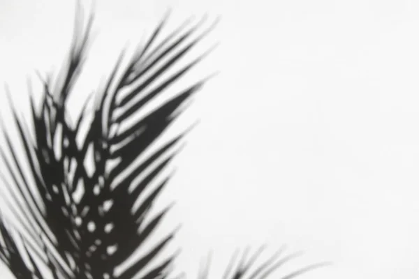Palmenblätter Und Ihr Schatten Auf Weißem Hintergrund Sommerkonzept — Stockfoto