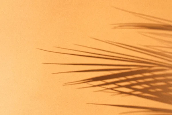 Palmové Listy Jejich Stín Oranžovém Pozadí Letní Koncept — Stock fotografie