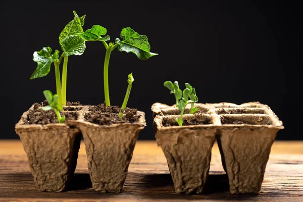 sprouted plant little green plants in pot