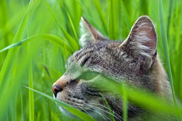 Gato en verde hierba primer plano — Foto de Stock