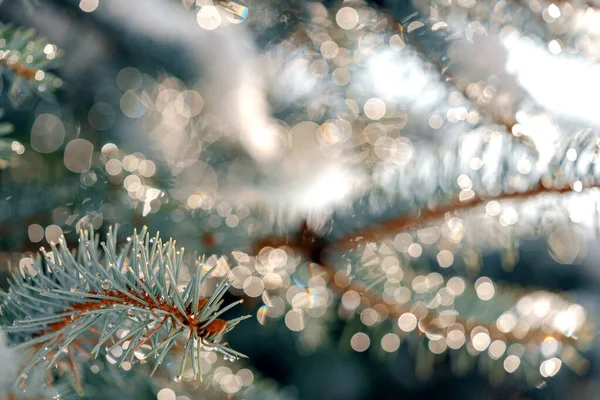 Mavi çam dalı yakın plan bulanık bokeh arkaplan