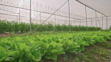 Sebze büyüyen bir serada