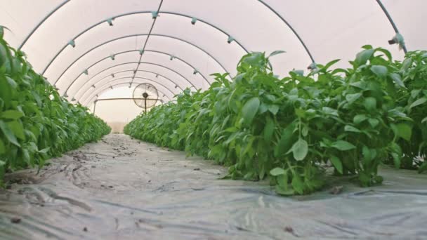 Lage hoek schot van basilicum broeikasgassen met boer lopen binnen — Stockvideo