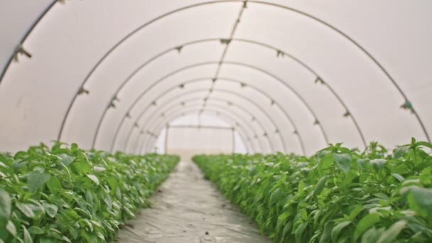 Tracking shot of a Basil inside a greenhouse — Stock Video