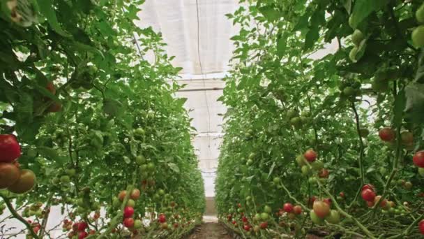 Tracking shot de tomates en un invernadero — Vídeos de Stock