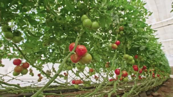 Tracking shot de tomates en un invernadero — Vídeos de Stock