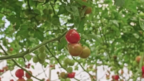 Tracking shot de tomates en un invernadero — Vídeo de stock