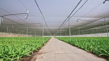 Amaryllis bitkiler büyük bir nethouse içinde