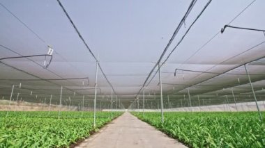 Amaryllis bitkiler büyük bir nethouse içinde