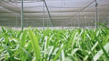 Amaryllis bitkiler büyük bir nethouse içinde