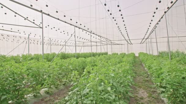 Verduras que crecen en un invernadero — Vídeo de stock