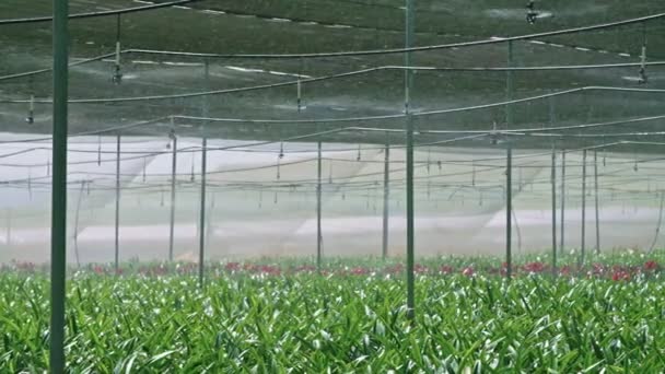 Movimiento lento: aspersores de agua que riegan las plantas de Amaryllis dentro de un invernadero — Vídeos de Stock