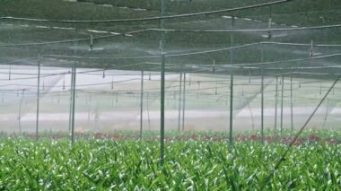 Yavaş hareket - bir sera içinde Amaryllis bitkilerin sulama suyu sprinkers