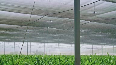 Yavaş hareket - bir sera içinde Amaryllis bitkilerin sulama suyu sprinkers