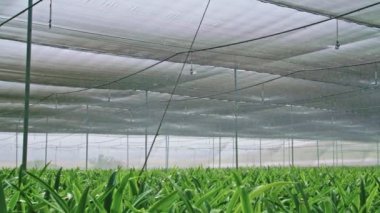 Yavaş hareket - bir sera içinde Amaryllis bitkilerin sulama suyu sprinkers