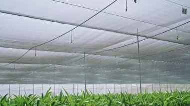 Yavaş hareket - bir sera içinde Amaryllis bitkilerin sulama suyu sprinkers