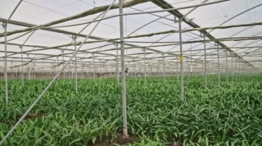 Amaryllis bitkiler büyük bir nethouse içinde