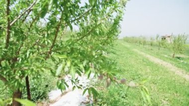 Ağır çekim rüzgarda sallanan bir ağaç dalı üzerinde genç badem.