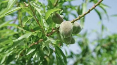 Ağır çekim rüzgarda sallanan bir ağaç dalı üzerinde genç badem.