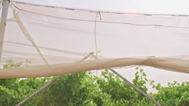 Negev Çölü İsrail net bir evde altında büyüyen üzüm üzüm