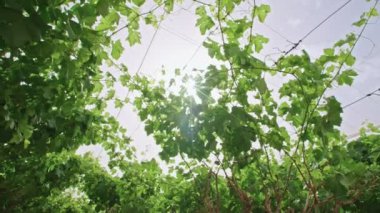 Negev Çölü İsrail net bir evde altında büyüyen üzüm üzüm