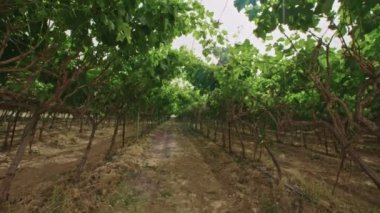 Negev Çölü İsrail net bir evde altında büyüyen üzüm üzüm