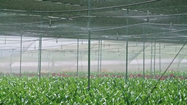 Yavaş hareket - bir sera içinde Amaryllis bitkilerin sulama suyu sprinkers — Stok video