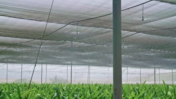 Movimiento lento: aspersores de agua que riegan las plantas de Amaryllis dentro de un invernadero — Vídeos de Stock