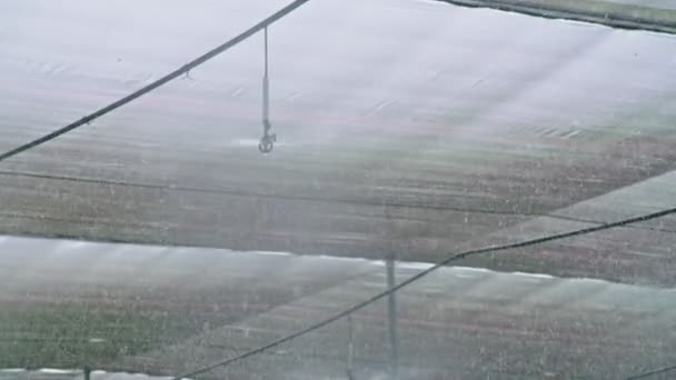 Rallentatore - irrigatori ad acqua che annaffiano le piante di Amarillide all'interno di una serra — Video Stock