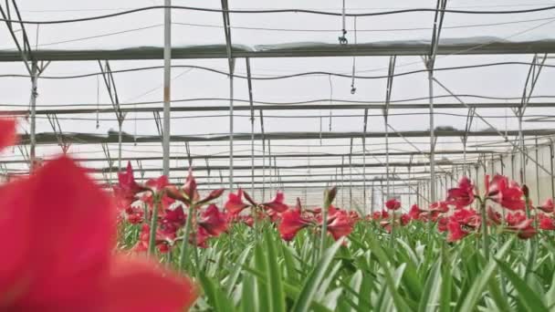 Amaryllis bitkiler büyük bir nethouse içinde — Stok video