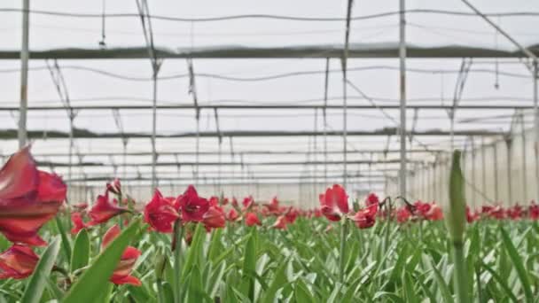 Amaryllis plantas dentro de uma grande nethouse — Vídeo de Stock