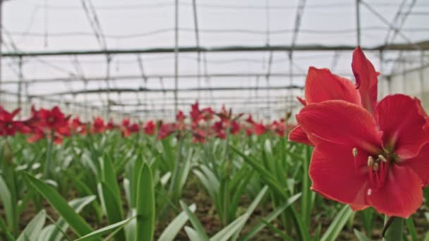 Amaryllis växter släpper en stor nethouse — Stockvideo