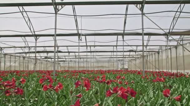 Amaryllis plantas dentro de un gran nethouse — Vídeos de Stock