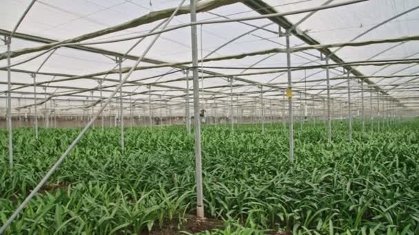 Amaryllis plantas dentro de un gran nethouse — Vídeo de stock