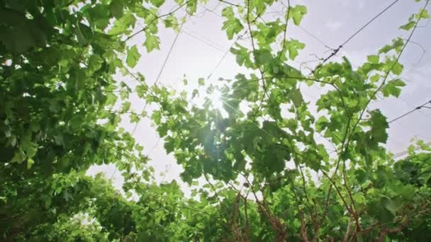 Wijnstokken groeien onder een net huis in de Negev woestijn in Israël — Stockvideo