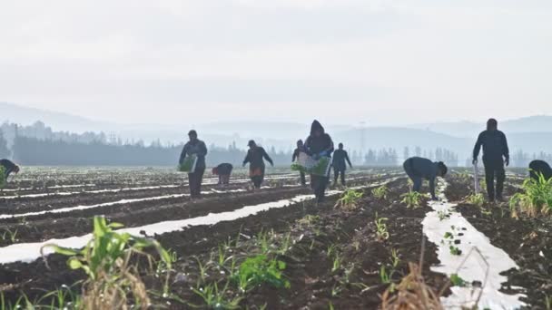 Landarbeiter pflanzen Wassermelonenpflanzen auf einem Feld — Stockvideo