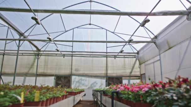 Tracking Shot Large Flower Greenhouse — Stock Video