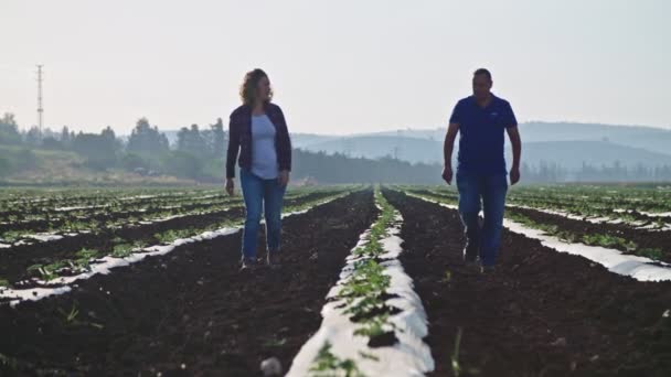Dois agrônomos caminhando em um campo pela manhã inspecionando plantas jovens — Vídeo de Stock
