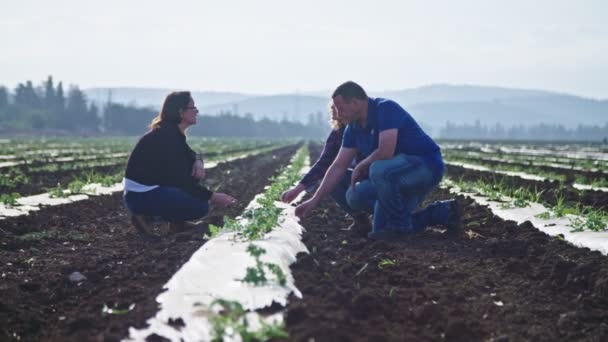 Agricultores em um campo de manhã inspecionando plantas jovens — Vídeo de Stock