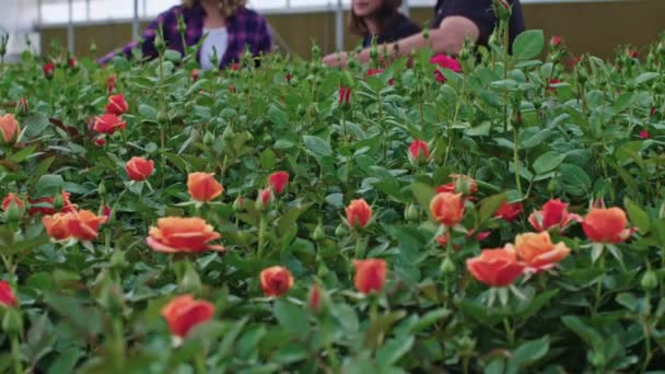 Tre agronomer står i blomma växthus titta runt — Stockvideo