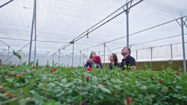 Drei Agronomen stehen in einem Blumengewächshaus und schauen sich um — Stockvideo