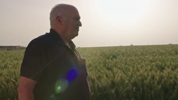 Standbild eines alten Bauern, der in einem grünen Weizenfeld spaziert — Stockvideo