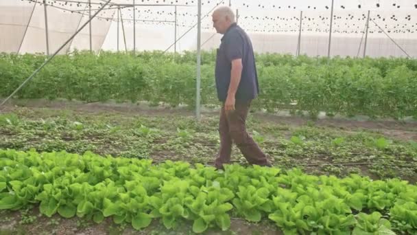 Steadycam toma de un viejo granjero caminando en un invernadero — Vídeo de stock