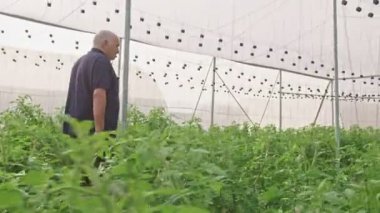 Steadycam atış bir serada yürüyen yaşlı bir çiftçi