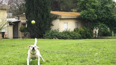 Süper ağır çekim bir tenis topu yakalıyor bir beyaz köpek
