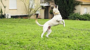 Süper ağır çekim bir tenis topu yakalıyor bir beyaz köpek