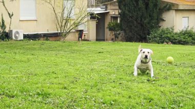 Süper ağır çekim bir tenis topu yakalıyor bir beyaz köpek