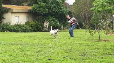 Süper ağır çekim bir beyaz köpek çalıştıran ve bir tenis topu yakalıyor